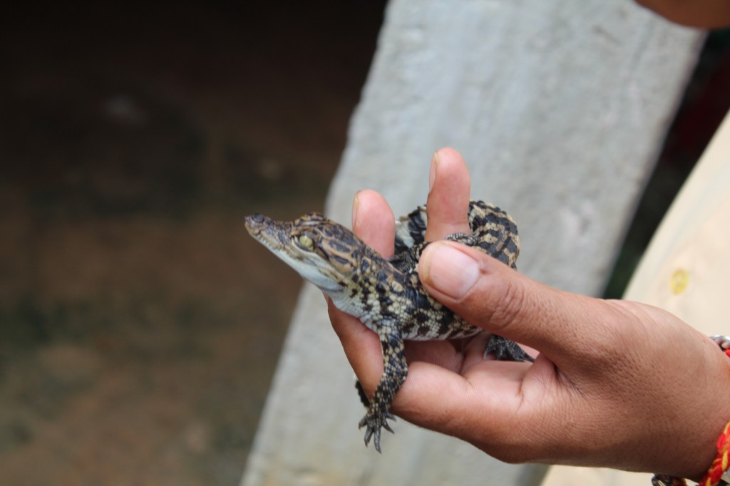 Il coccodrillo come fa? Lo abbiamo scoperto in&nbsp;Cambogia!